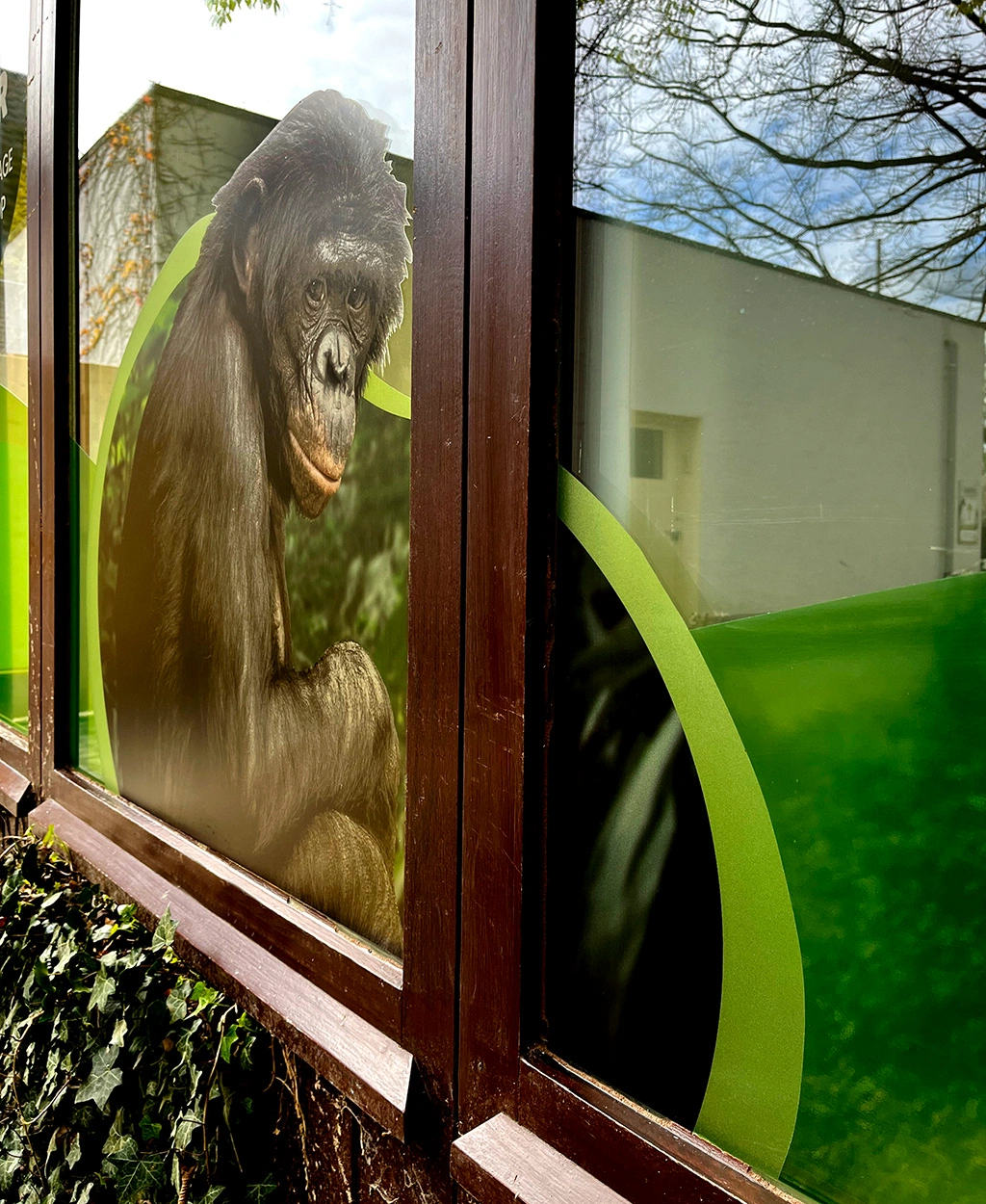 Raamstickers print op transparant stickermateriaal geplaats op ramen van een gebouw in dierentuin Plackendael AMS